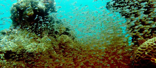 شعب مرجانية - سبوتنيك عربي