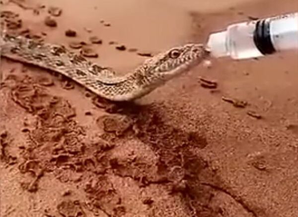 أفعى عطشى أفعى عطشى - سبوتنيك عربي