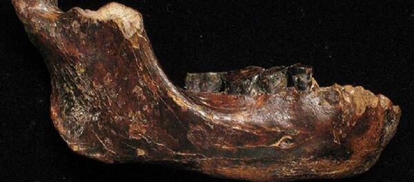 An ancient human fossil An ancient human fossil - سبوتنيك عربي