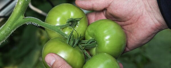 طماطم خضراء - سبوتنيك عربي