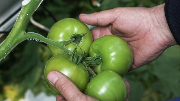 طماطم خضراء - سبوتنيك عربي