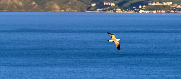 المحمية الطبيعية كاراداغ في شبه جزيرة القرم - سبوتنيك عربي