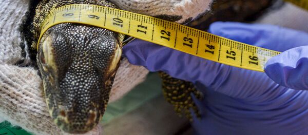 An officer measures the body of a Komodo dragon before implanting microchips to facilitate the supervision and care of the Komodo dragon population in Surabaya Zoo, Indonesia's East Java province - سبوتنيك عربي
