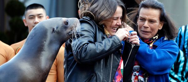 أسد البحر أسد البحر - سبوتنيك عربي