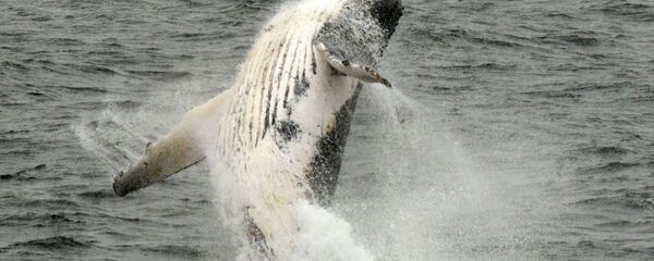 حوت حوت - سبوتنيك عربي