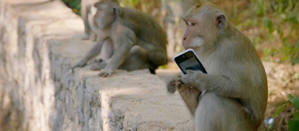 قرد المكاك قرد المكاك - سبوتنيك عربي