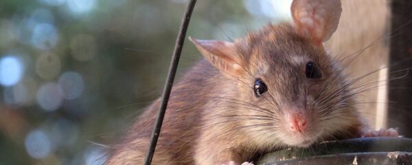 Rat - سبوتنيك عربي