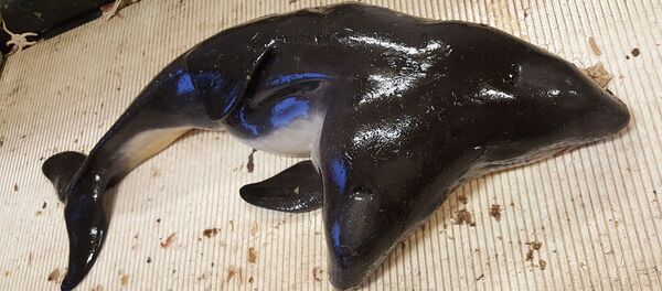 دلفين برأسين - سبوتنيك عربي