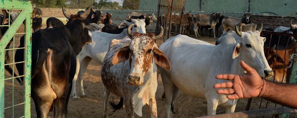 أبقار أبقار - سبوتنيك عربي
