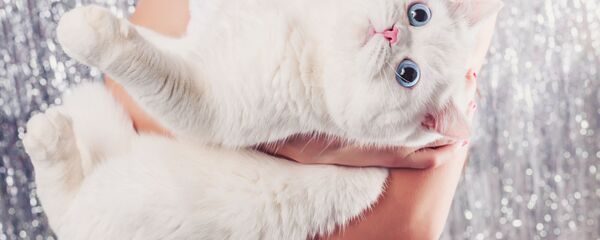 Девушка с белым котом - سبوتنيك عربي