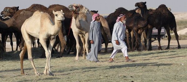 الإبل القطرية على الحدود السعودية - سبوتنيك عربي