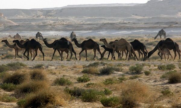 الإبل القطرية على الحدود السعودية الإبل القطرية على الحدود السعودية - سبوتنيك عربي