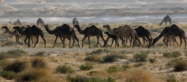 الإبل القطرية على الحدود السعودية الإبل القطرية على الحدود السعودية - سبوتنيك عربي