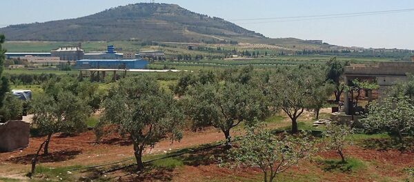أشجار الزيتون في محافظة حماة أشجار الزيتون في محافظة حماة - سبوتنيك عربي