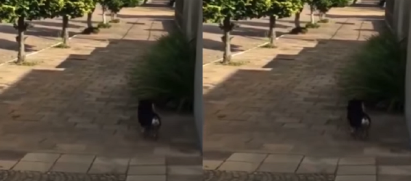 كلب كلب - سبوتنيك عربي