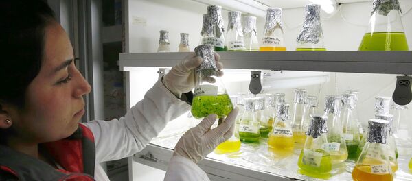 طحالب تنتج وقودا حيويا طحالب تنتج وقودا حيويا - سبوتنيك عربي