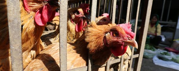 إنفلونزا الطيور - سبوتنيك عربي