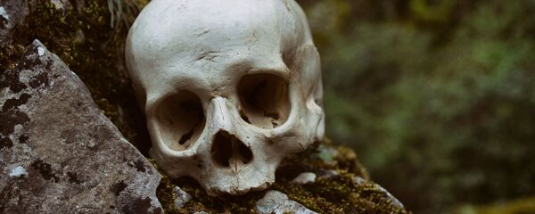 جمجمة إنسان جمجمة إنسان - سبوتنيك عربي