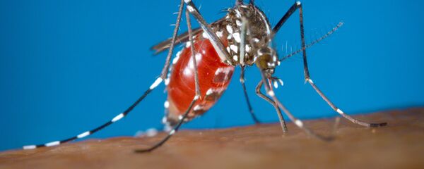 بعوضة تمتص الدماء - سبوتنيك عربي