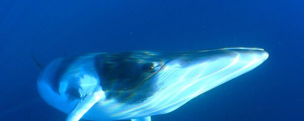 حوت - سبوتنيك عربي