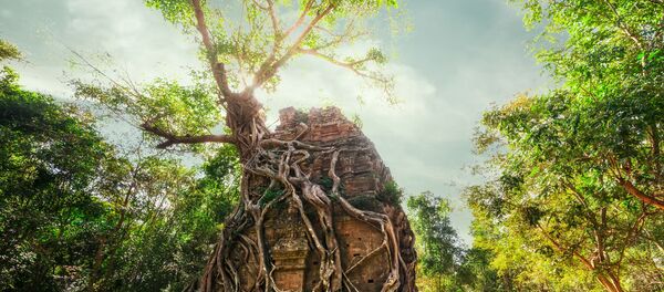 مجمع مير بري أنغكور، يحوي معبد سامبور بري كوك في عمق غابات كمبوديا لممارسة الطقوس الدينية. يعود تاريخ بنائه إلى آلاف السيني خلال حكم الخمير وهو شعب قديم كان يسكن جنوب شرق آسيا. مجمع مير بري أنغكور، يحوي معبد سامبور بري كوك في عمق غابات كمبوديا لممارسة الطقوس الدينية. يعود تاريخ بنائه إلى آلاف السيني خلال حكم الخمير وهو شعب قديم كان يسكن جنوب شرق آسيا. - سبوتنيك عربي