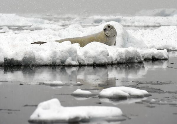 فقمة ويدل (Weddell seal) خلال الاستراحة، 5 مارس/ آذار 2016 - سبوتنيك عربي