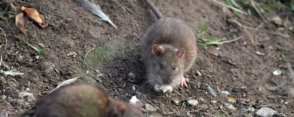 جرذ - سبوتنيك عربي