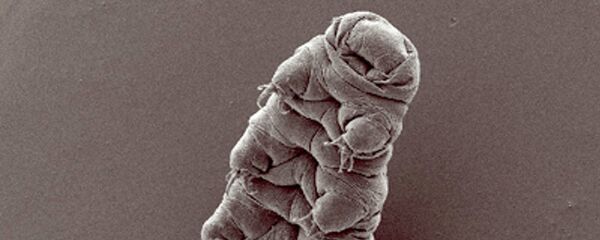 دب الماء - سبوتنيك عربي