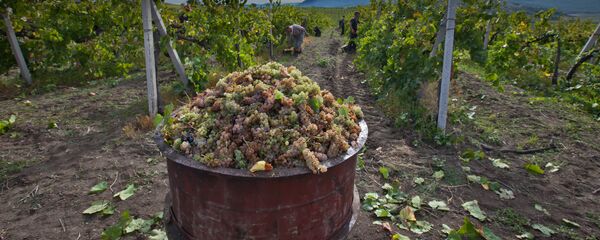 قطف العنب في القرم قطف العنب في القرم - سبوتنيك عربي