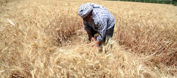 مزارع سوري - سبوتنيك عربي