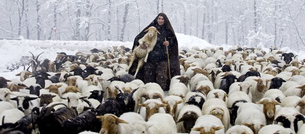 راعي من إيران راعي من إيران - سبوتنيك عربي