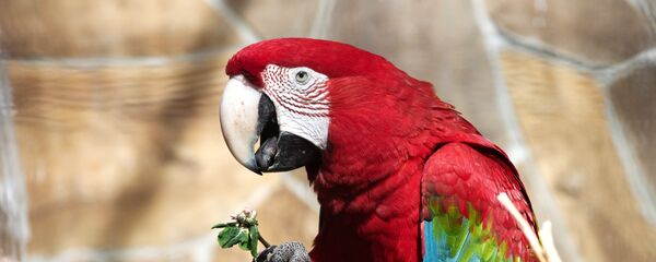 ببغاء ببغاء - سبوتنيك عربي