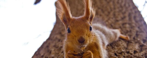 سنجاب على الشجرة - سبوتنيك عربي