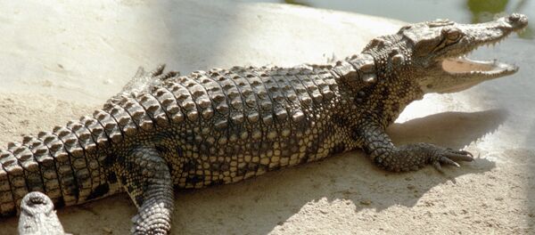 تماسيج - سبوتنيك عربي