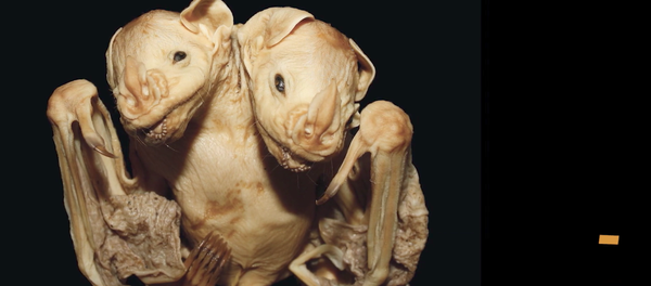 خفافيش برأسين... حالة فريدة ظهرة في البرازيل - سبوتنيك عربي