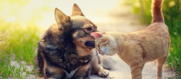 قطة وكلب ريفيون - سبوتنيك عربي