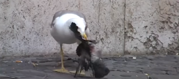 نورس يقتل حمامة ويبتلعها نورس يقتل حمامة ويبتلعها - سبوتنيك عربي