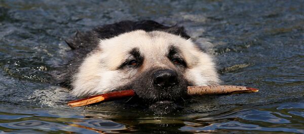 كلب - سبوتنيك عربي