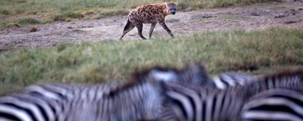 ضبع - سبوتنيك عربي