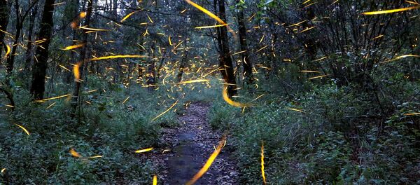 غابات - أرشيفية - سبوتنيك عربي