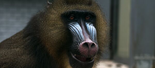 A mandrill at the Kaliningrad Zoo TEST - سبوتنيك عربي