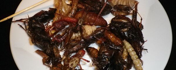 حشرات - سبوتنيك عربي