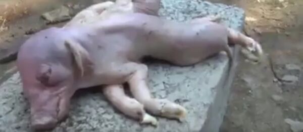 ولادة خنزير على شكل أخطبوط في الصين - سبوتنيك عربي