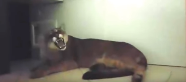 أسد يقتحم شركة - سبوتنيك عربي