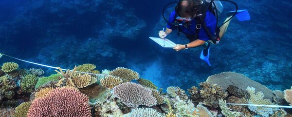 عالم يدرس الشعاب المرجانية في أستراليا - سبوتنيك عربي