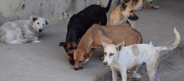 ملجأ الكلاب الشاردة - سبوتنيك عربي