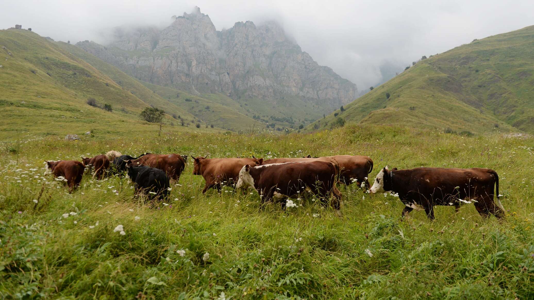وزيرة خارجية أستراليا ترحب بإلغاء الرسوم الجمركية الأمريكية على لحوم البقر