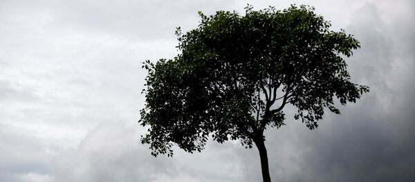 شجرة - سبوتنيك عربي