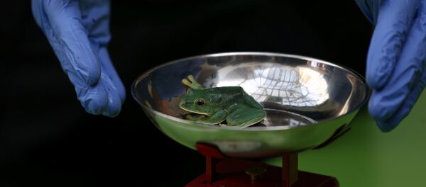 يقومون بوزن ضفدع - سبوتنيك عربي