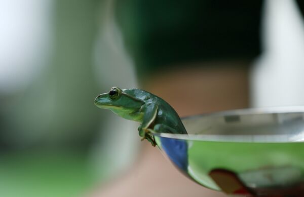 الضفدع في الميزان - سبوتنيك عربي